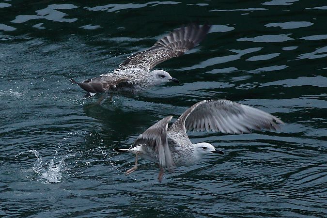 Larus cachinnans  - Alfredo Valiente