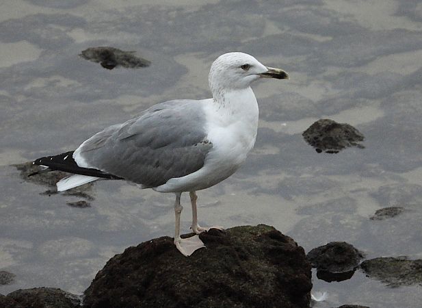 Larus cachinnans  - Alfredo Valiente