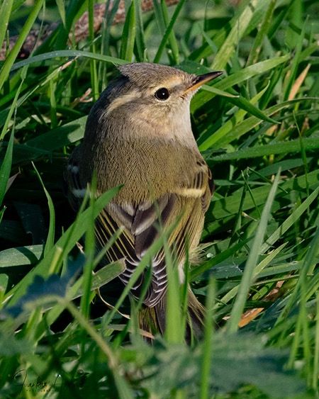 Phylloscopus humei  - Oliver Perez Amas