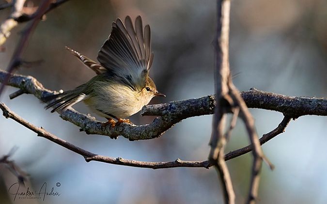 Phylloscopus humei  - Oliver Perez Amas