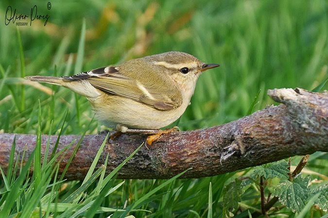 Phylloscopus humei  - Oliver Perez Amas