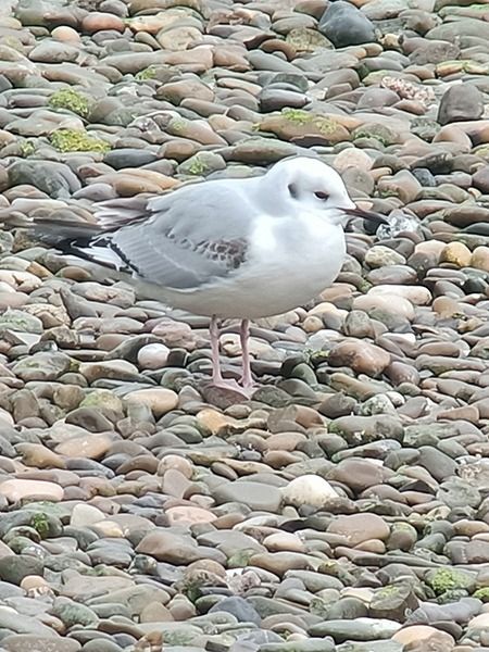 Chroicocephalus philadelphia  - Oliver Perez Amas
