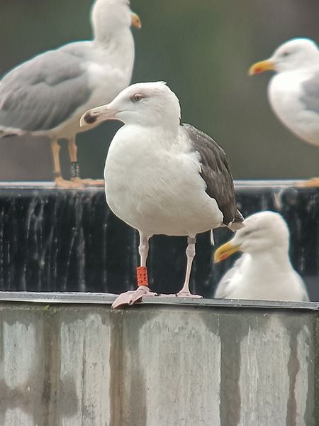 Kaio beltza  - Oliver Perez Amas