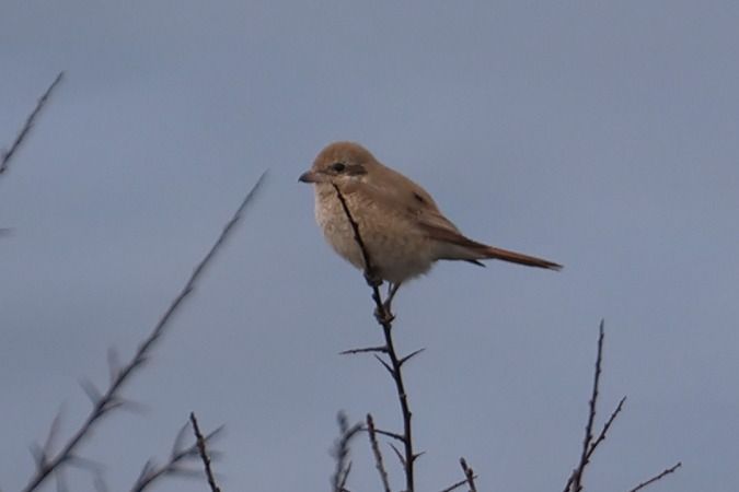 Lanius isabellinus  - Ivan Sarabia