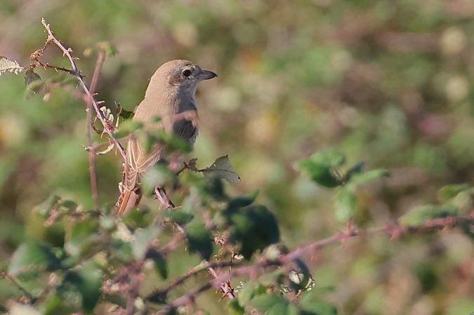 Lanius isabellinus  - Ivan Sarabia