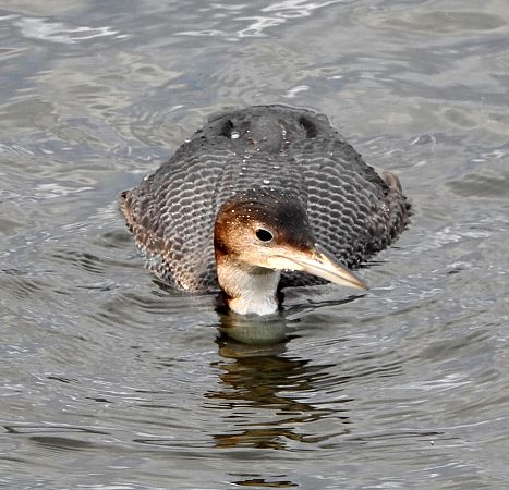 Aliota handia  - Jose Felix Tomas