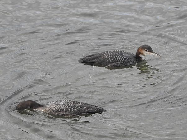 Aliota handia  - Jose Felix Tomas