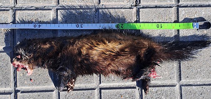 Ipurtats  - Eneko Díaz Meñaka