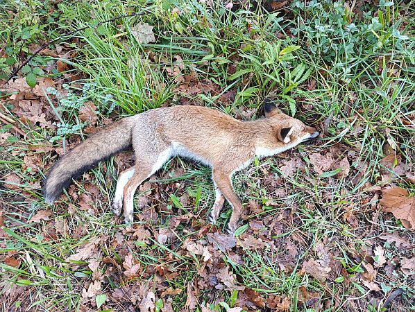 Azeri arrunta  - Egile ezezaguna