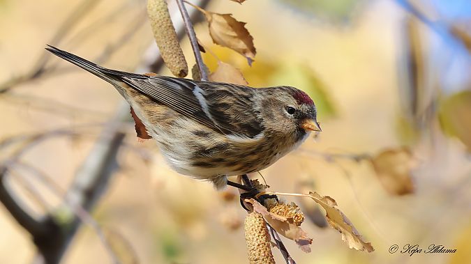 Acanthis flammea cabaret  - Kepa Aldama