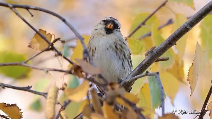 Acanthis flammea cabaret  - Kepa Aldama