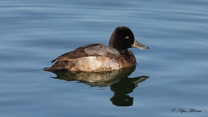 Murgilari txikia  - Kepa Aldama