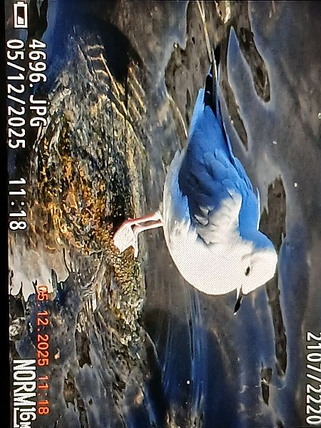 Chroicocephalus philadelphia  - Jose Ramon Labrador Rodriguez