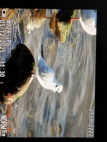 Chroicocephalus philadelphia  - Jose Ramon Labrador Rodriguez