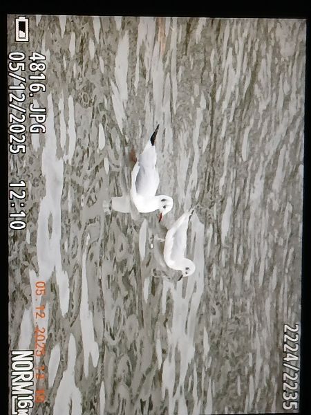 Chroicocephalus philadelphia  - Jose Ramon Labrador Rodriguez