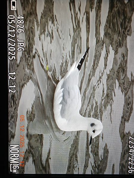 Chroicocephalus philadelphia  - Jose Ramon Labrador Rodriguez