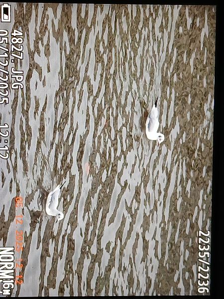 Chroicocephalus philadelphia  - Jose Ramon Labrador Rodriguez