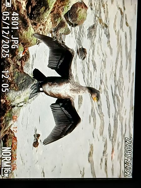 Ubarroi handia  - Jose Ramon Labrador Rodriguez