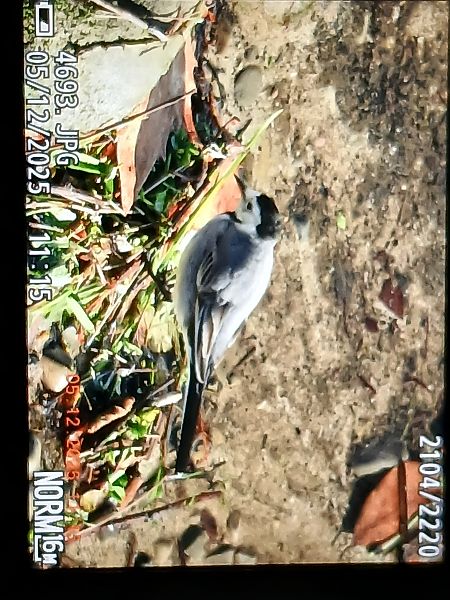 Motacilla alba yarrellii  - Jose Ramon Labrador Rodriguez