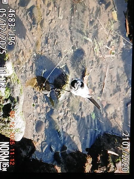 Motacilla alba yarrellii  - Jose Ramon Labrador Rodriguez