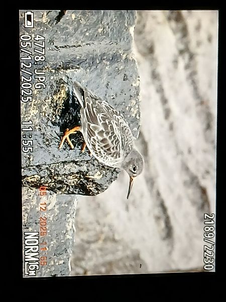 Txirri iluna  - Jose Ramon Labrador Rodriguez