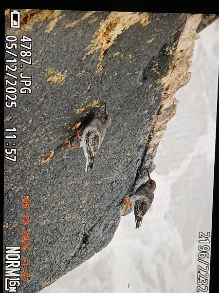 Txirri iluna  - Jose Ramon Labrador Rodriguez