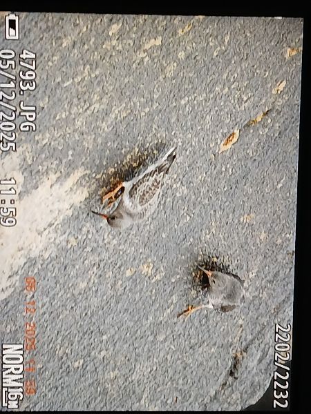 Txirri iluna  - Jose Ramon Labrador Rodriguez