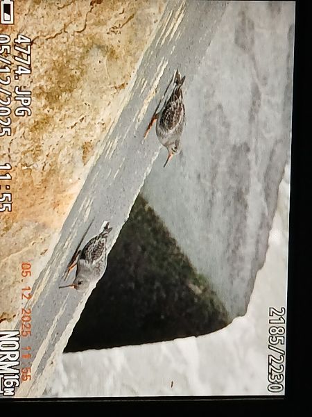 Txirri iluna  - Jose Ramon Labrador Rodriguez