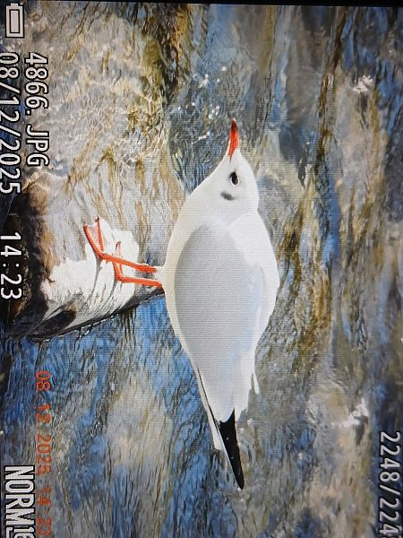 Antxeta mokogorria  - Jose Ramon Labrador Rodriguez