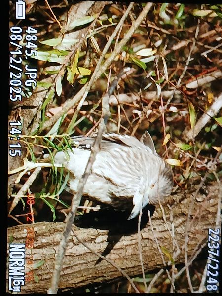 Amiltxori arrunta  - Jose Ramon Labrador Rodriguez