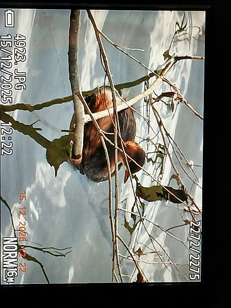 Txilinporta txikia  - Jose Ramon Labrador Rodriguez