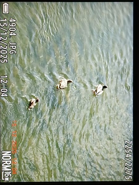 Zertzeta arrunta  - Jose Ramon Labrador Rodriguez