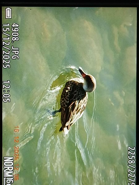 Zertzeta arrunta  - Jose Ramon Labrador Rodriguez