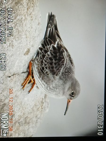 Txirri iluna  - Jose Ramon Labrador Rodriguez