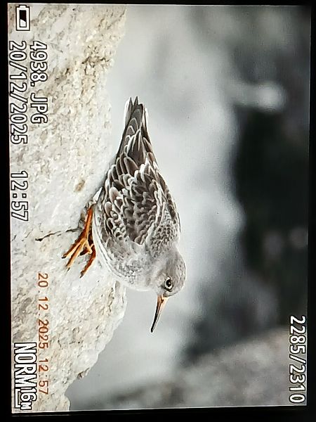 Correlimos Oscuro  - Jose Ramon Labrador Rodriguez