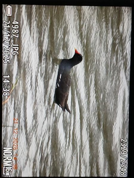 Uroilo arrunta  - Jose Ramon Labrador Rodriguez