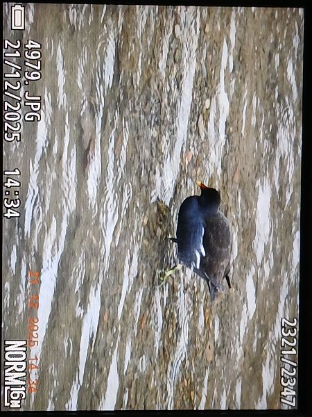 Uroilo arrunta  - Jose Ramon Labrador Rodriguez