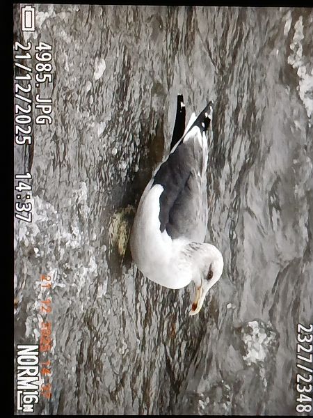 Kaio iluna  - Jose Ramon Labrador Rodriguez