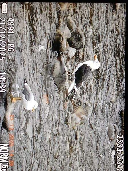 Kaio beltza  - Jose Ramon Labrador Rodriguez