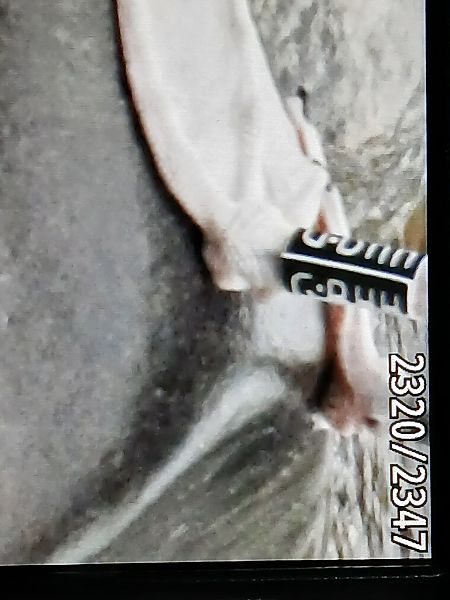 Kaio beltza  - Jose Ramon Labrador Rodriguez