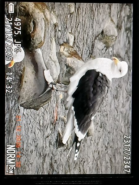 Kaio beltza  - Jose Ramon Labrador Rodriguez