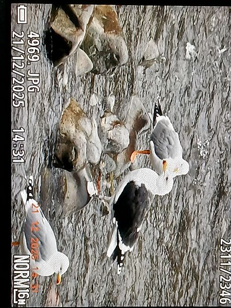 Kaio beltza  - Jose Ramon Labrador Rodriguez