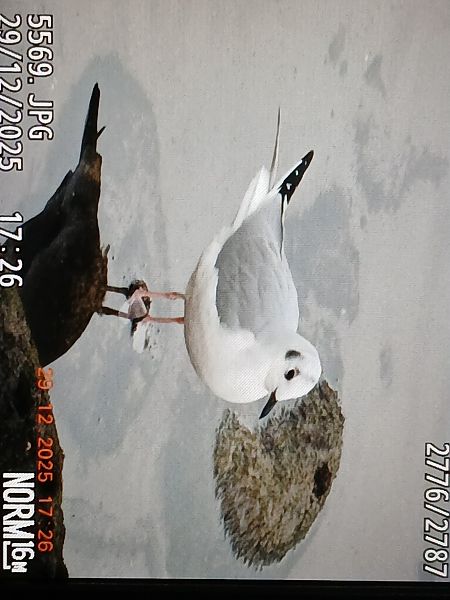 Chroicocephalus philadelphia  - Jose Ramon Labrador Rodriguez