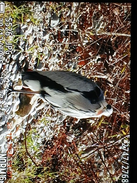 Koartza hauskara  - Jose Ramon Labrador Rodriguez