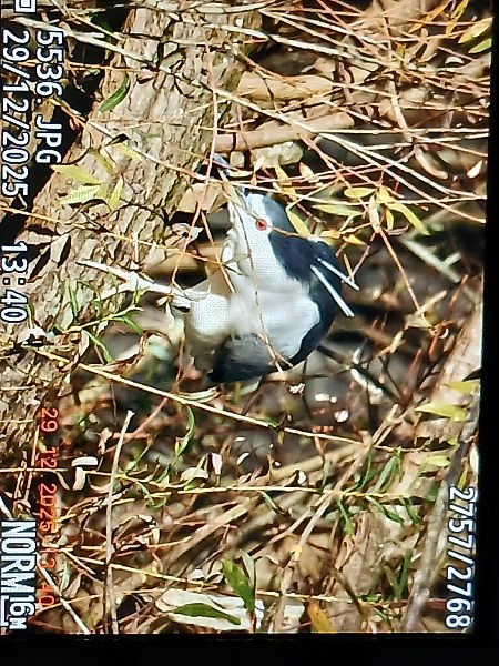 Amiltxori arrunta  - Jose Ramon Labrador Rodriguez