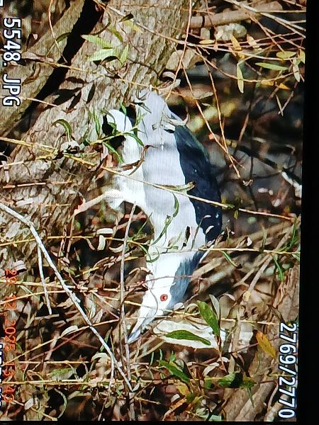 Amiltxori arrunta  - Jose Ramon Labrador Rodriguez