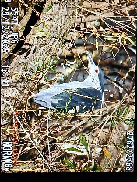 Amiltxori arrunta  - Jose Ramon Labrador Rodriguez