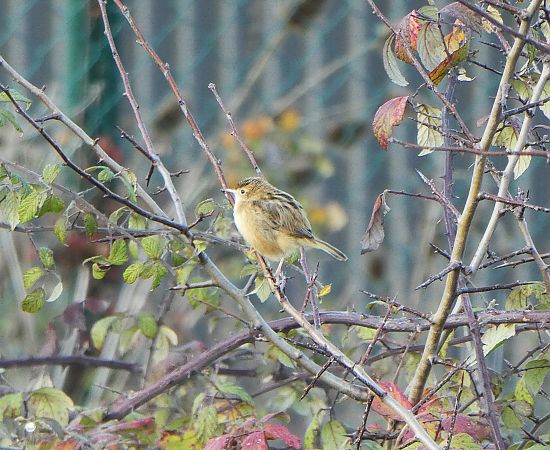 Ihi-txoria  - Begoña Nogueiras Idoeta