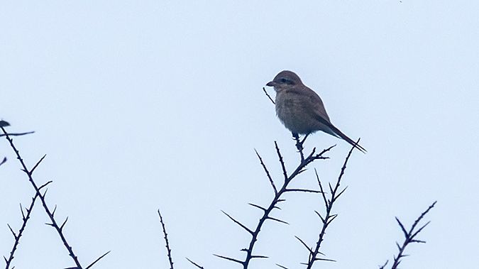 Lanius isabellinus  - Jon Mikel Orkolaga