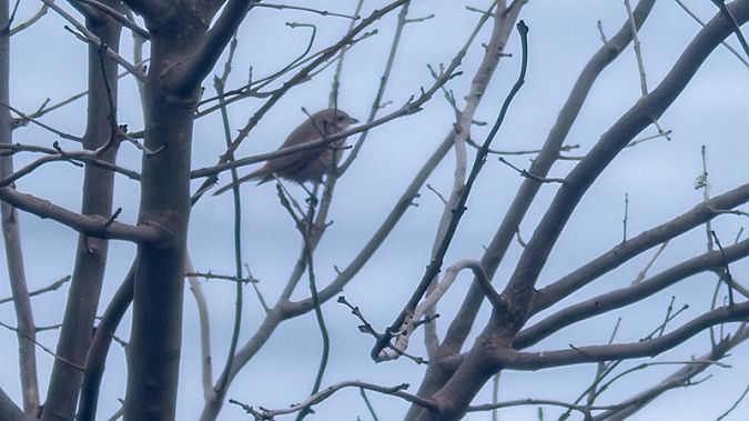 Lanius isabellinus  - Jon Mikel Orkolaga